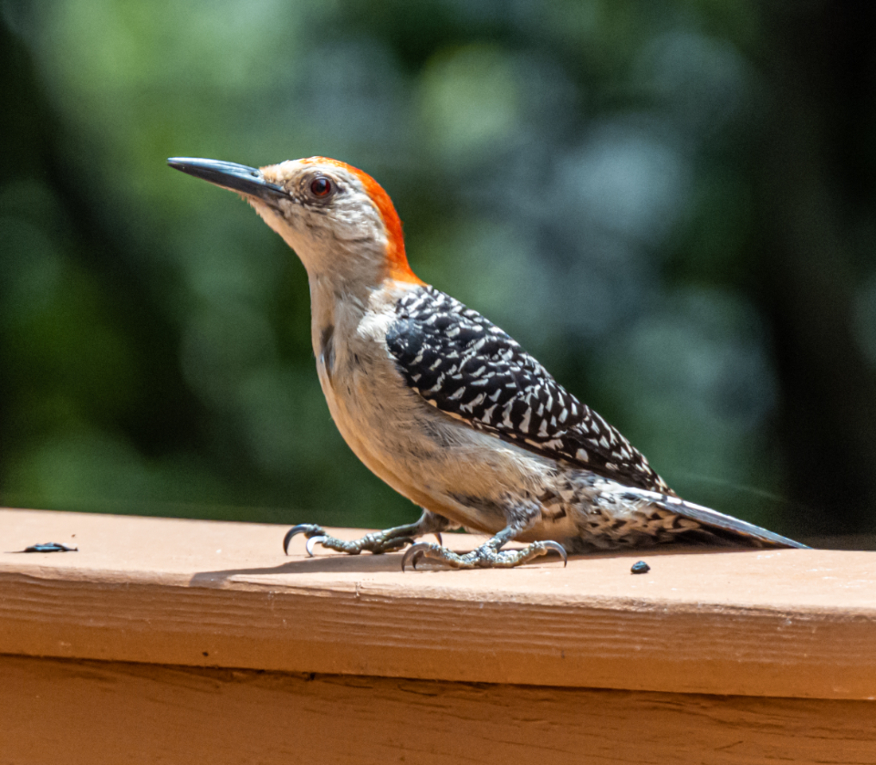 Bird Perched