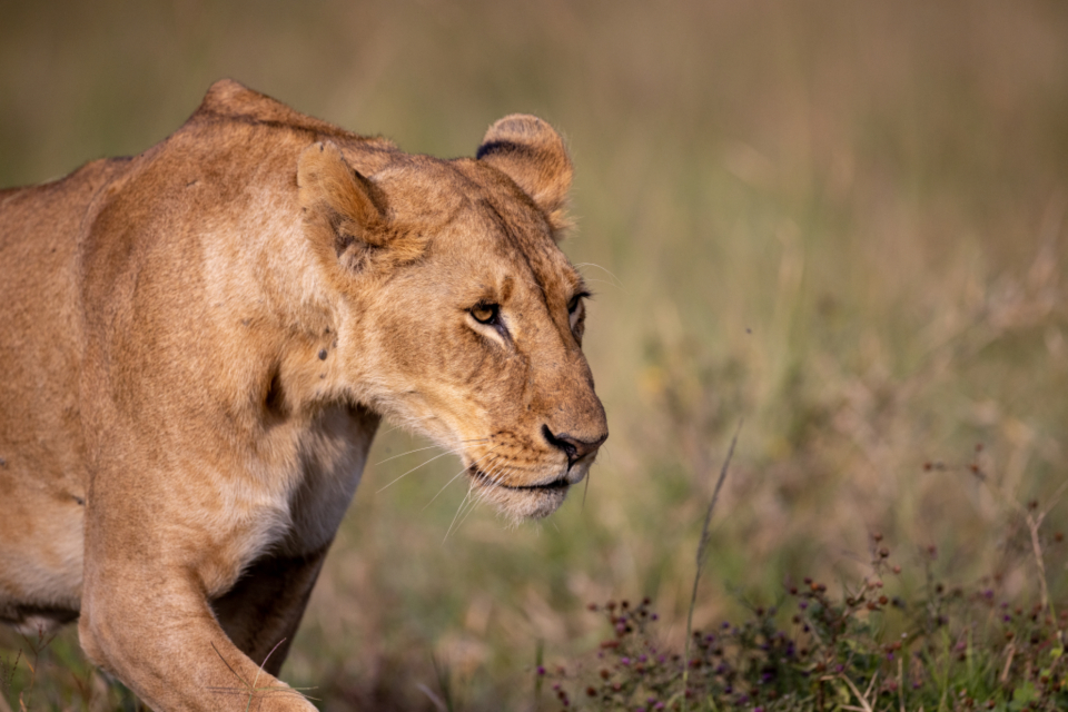 Africa Lion