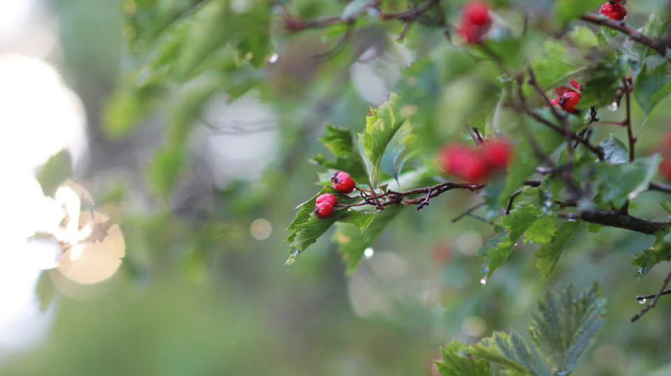 Berries Tree