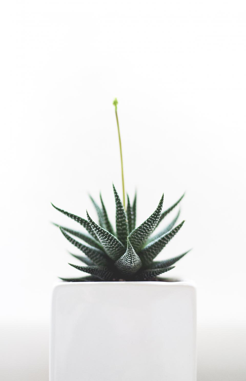 Plants Nature