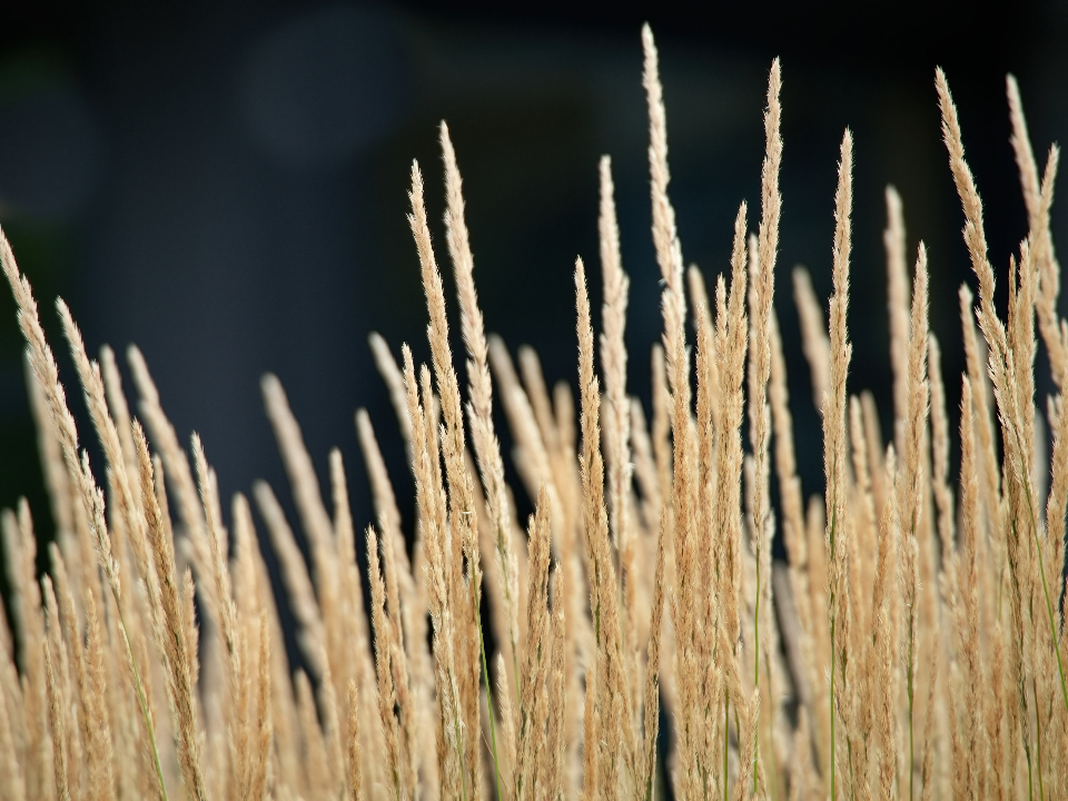 Tall Grass