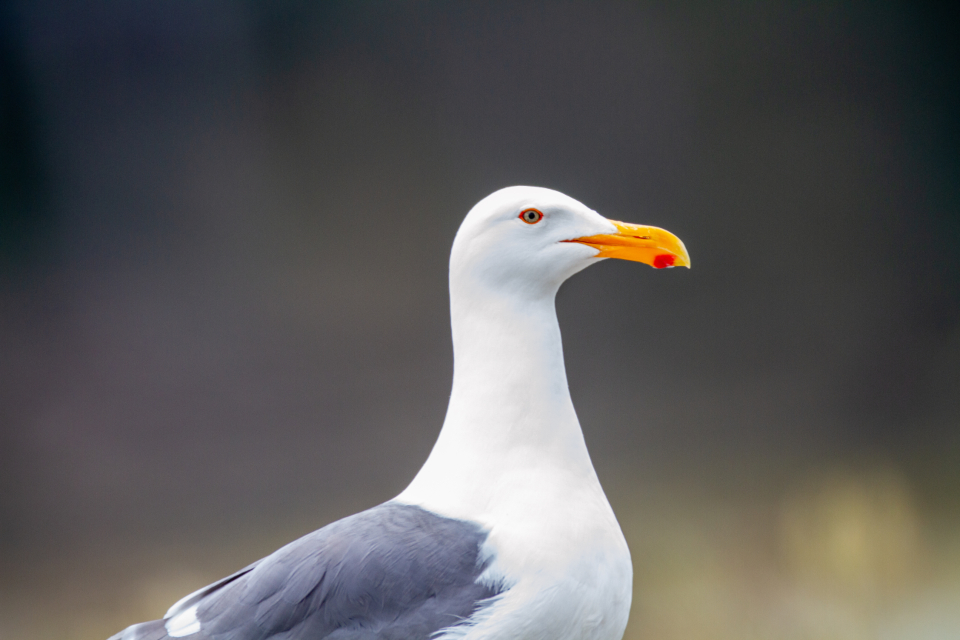 Seagull Bird