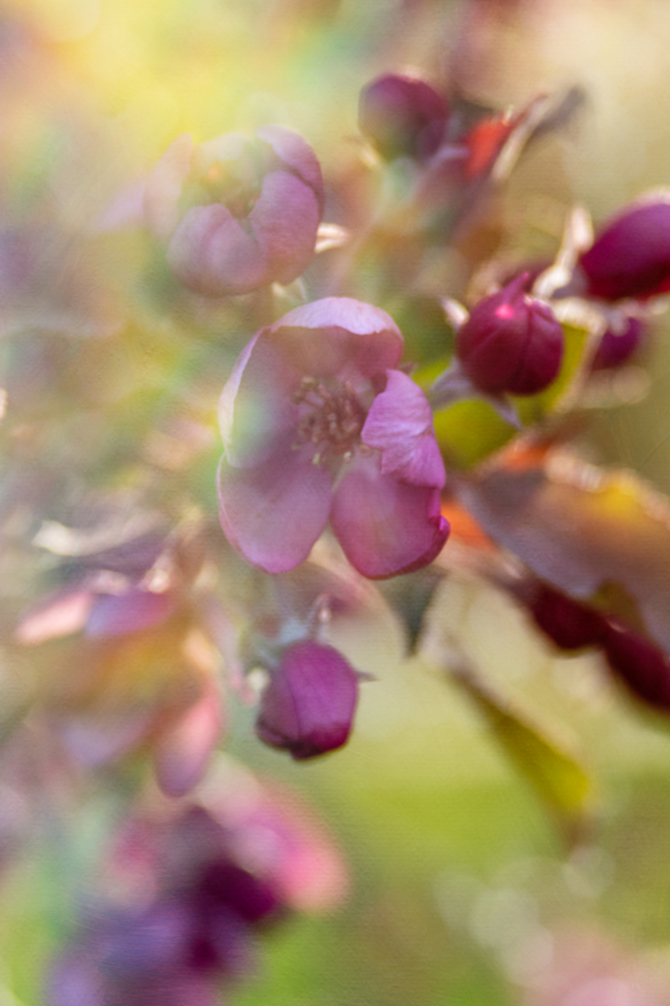 Abstract Flower
