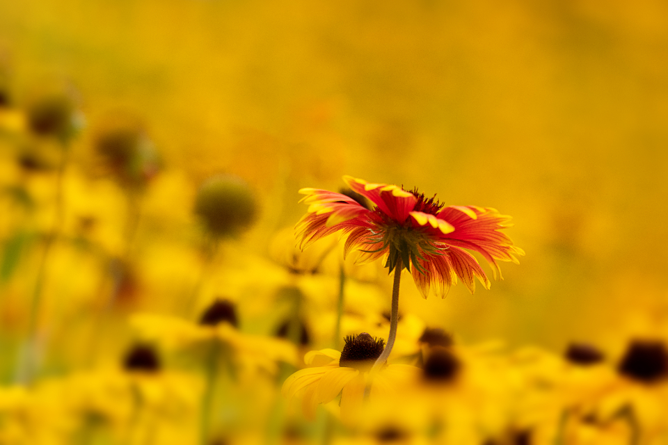 Flowers Garden