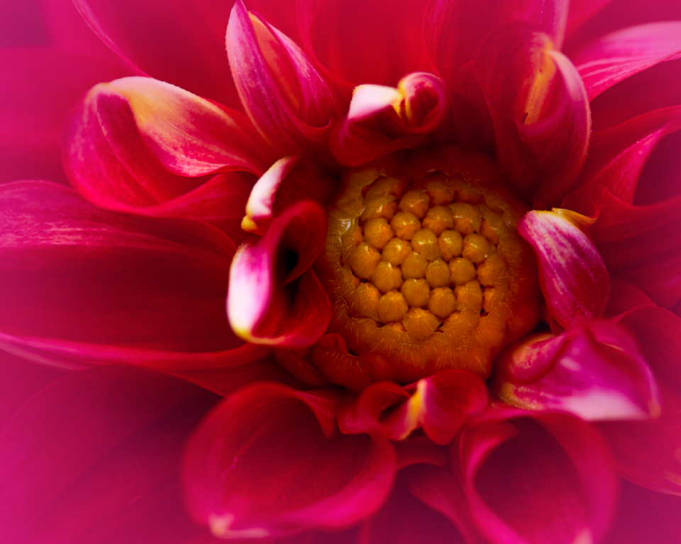 Flower Petals