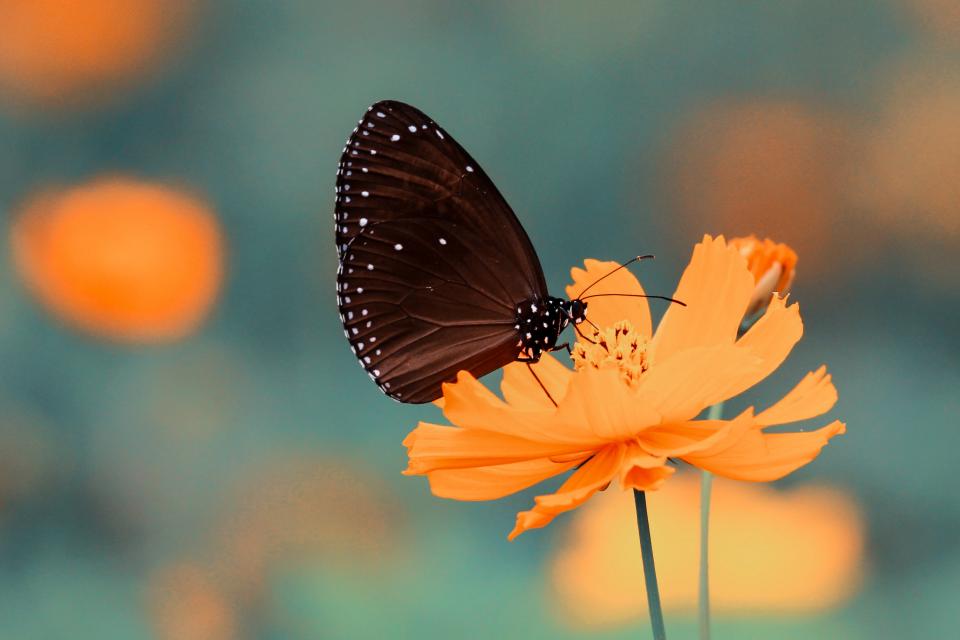 Butterfly Insect