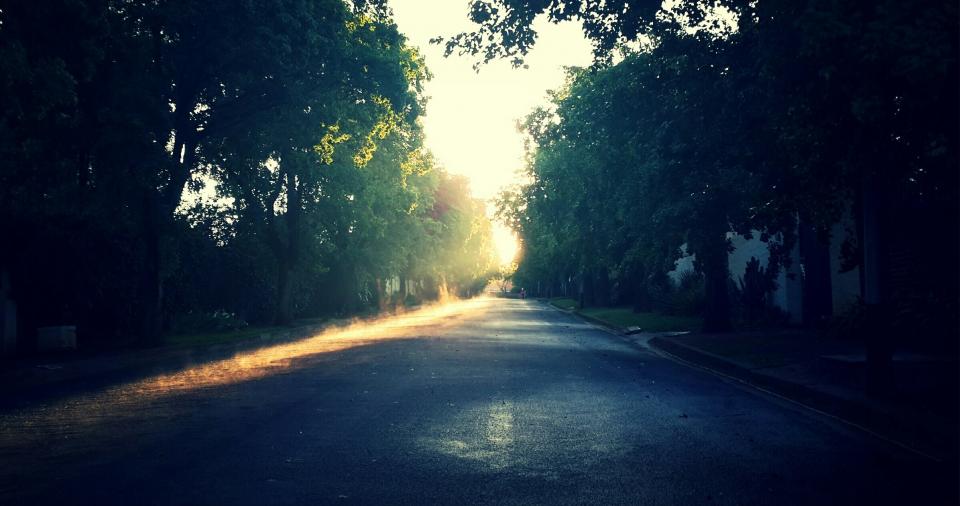 Sunrise Trees