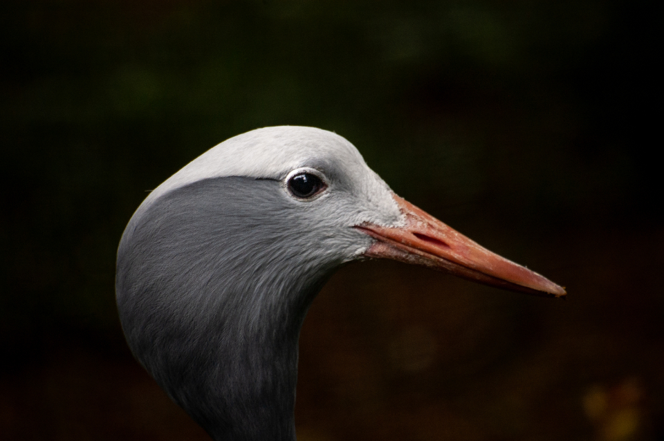 Crane Bird