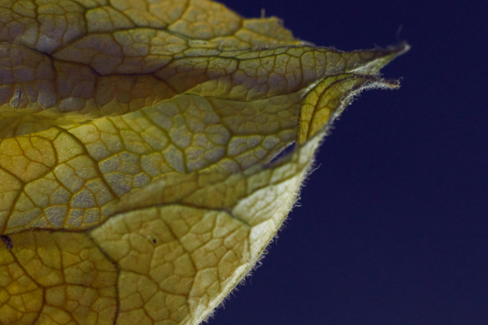 Leaf Macro
