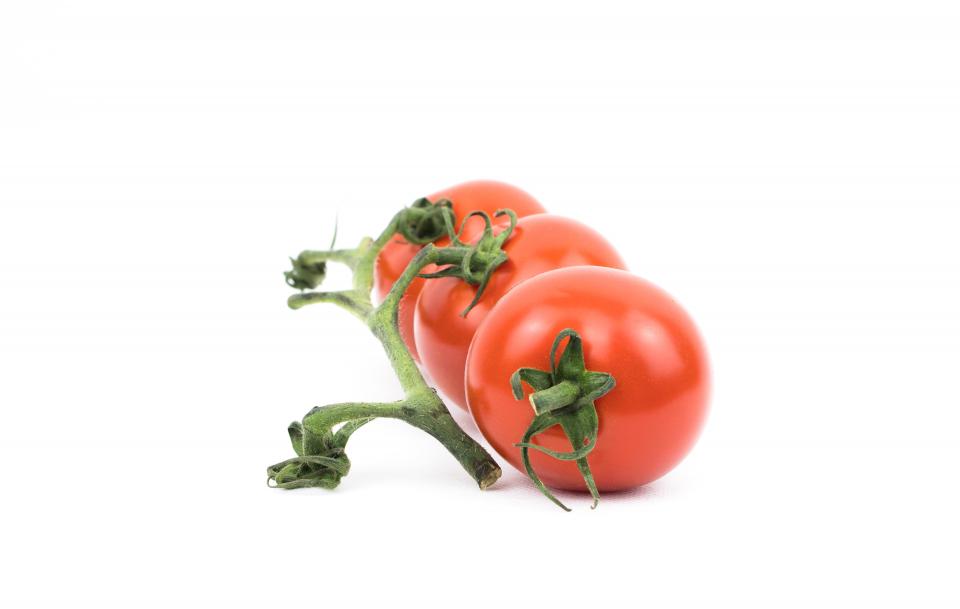 Tomato Plant