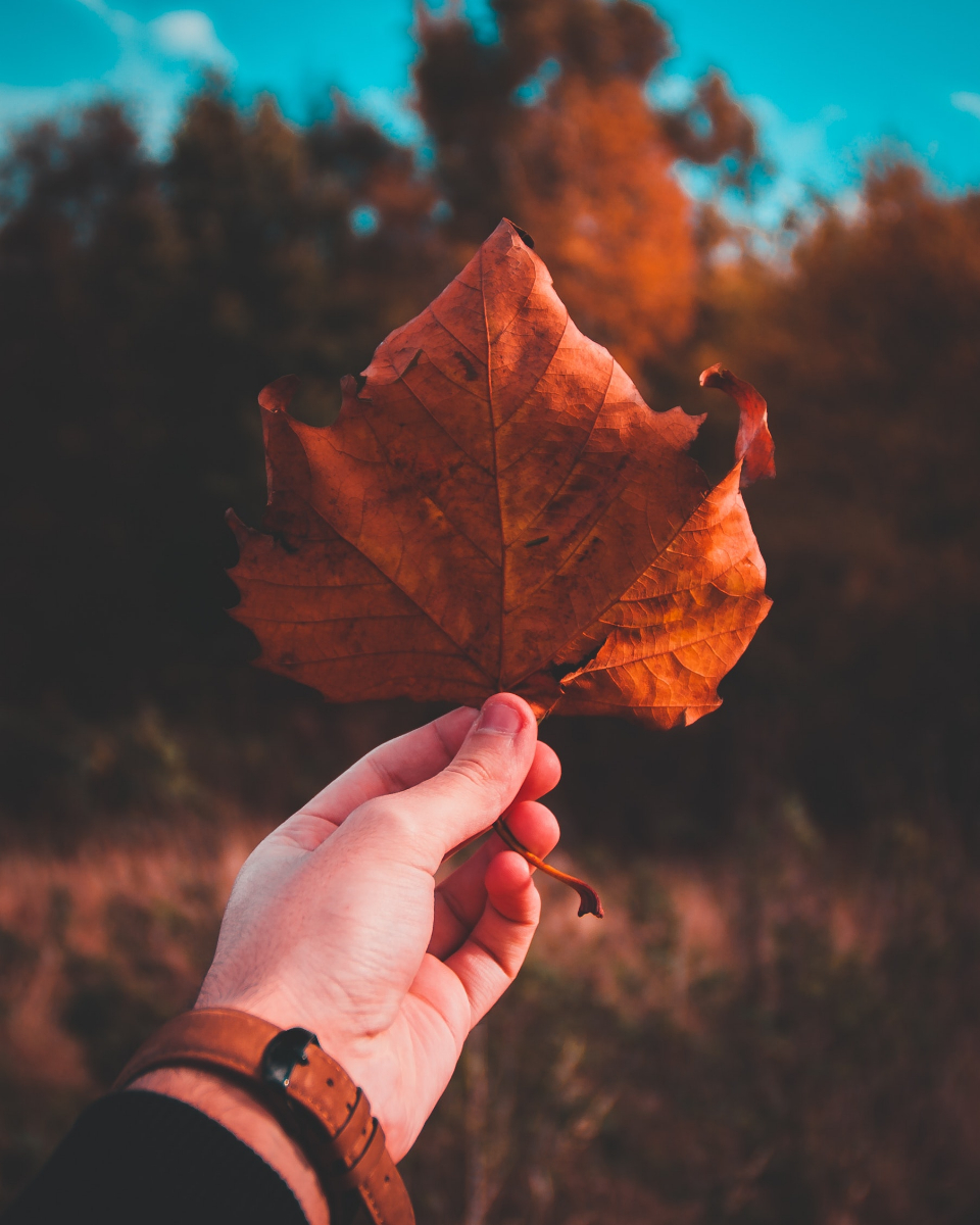 Autumn Leaf