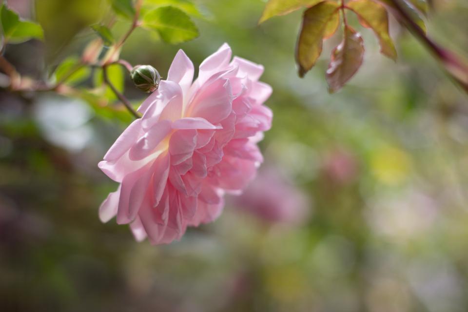 Flower Pink