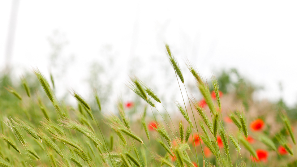 Wheat Field