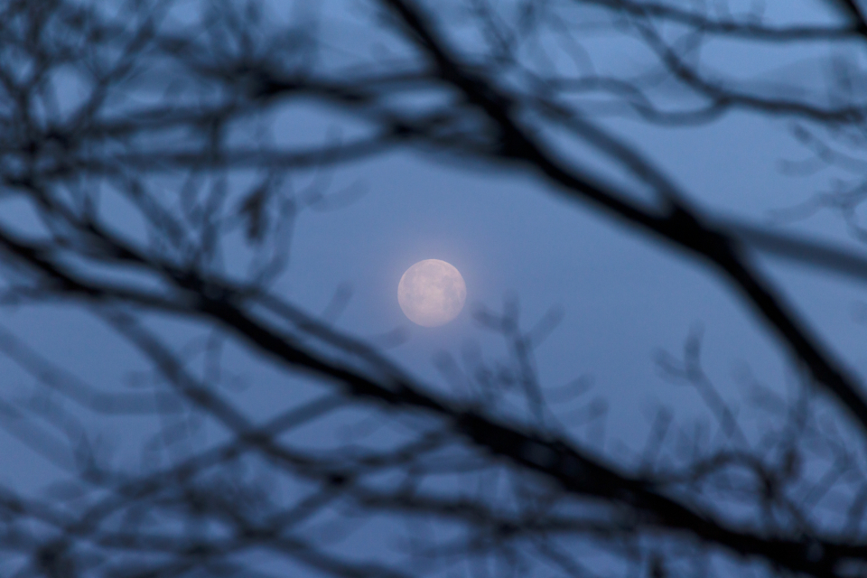 Moon Tree