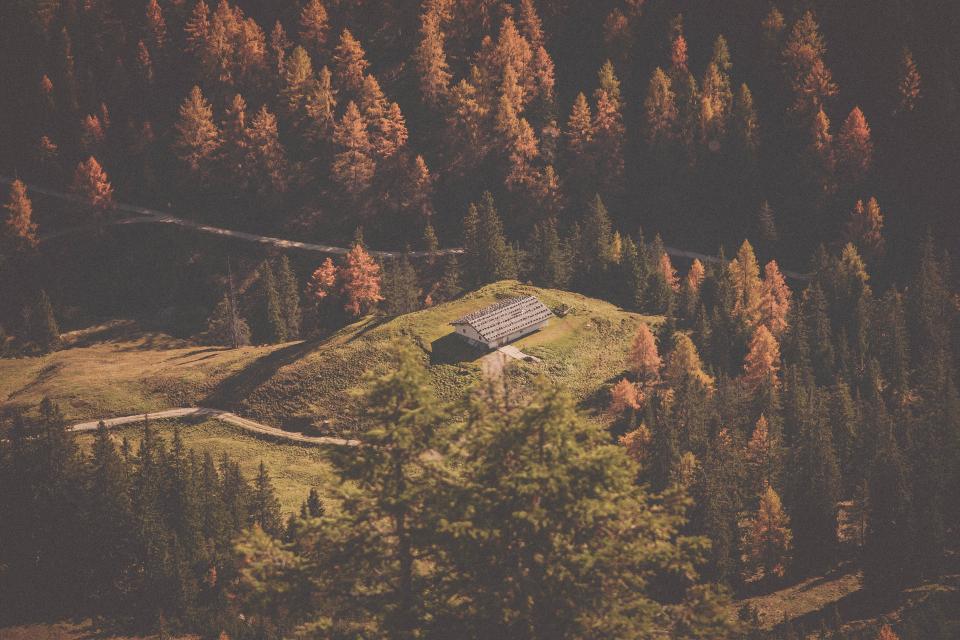 Trees House