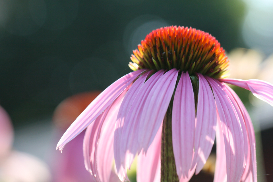 Flower Blossoms
