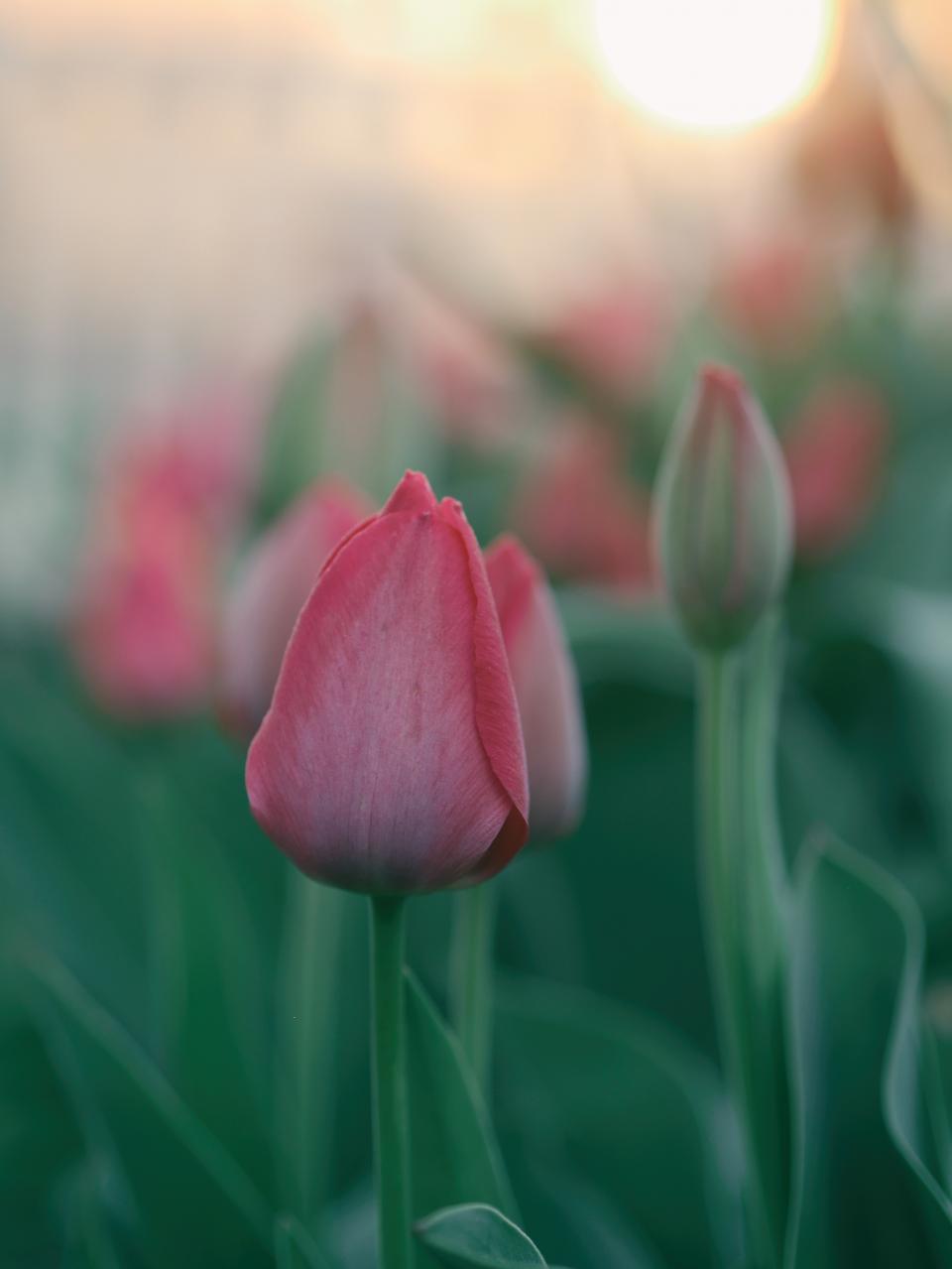 Flowers Nature