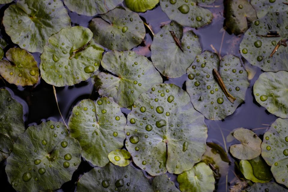 Green Leaf