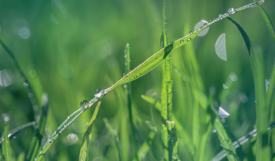 Water Droplets