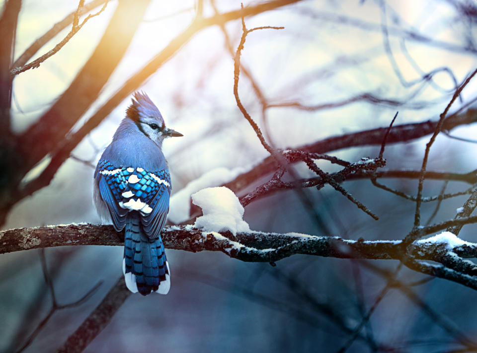 Bird Nature