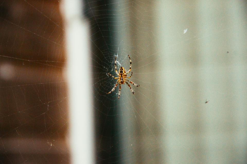 Spider Web