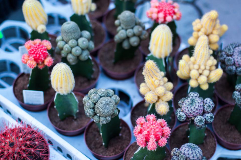 Colorful Cactus
