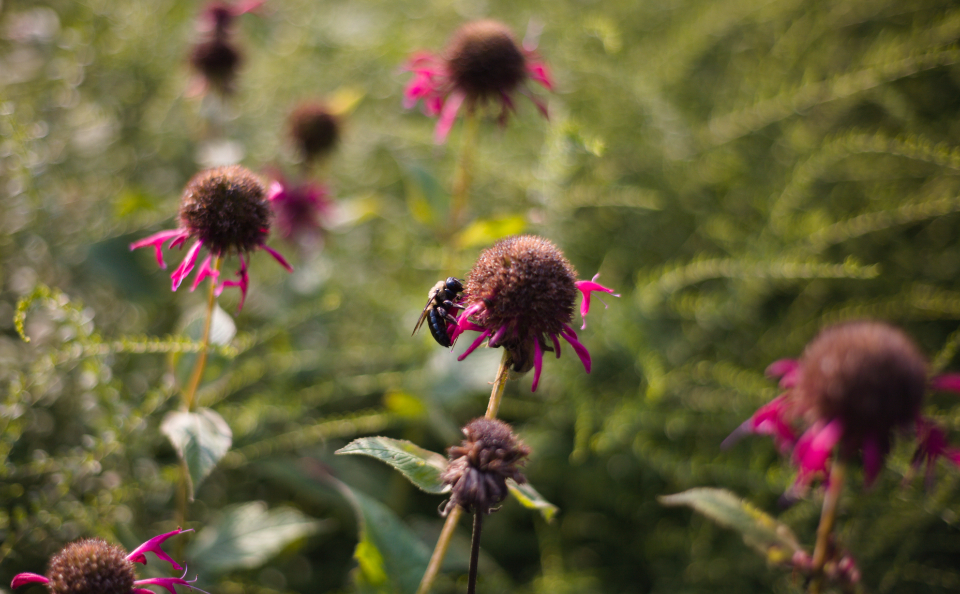 Bee Flower