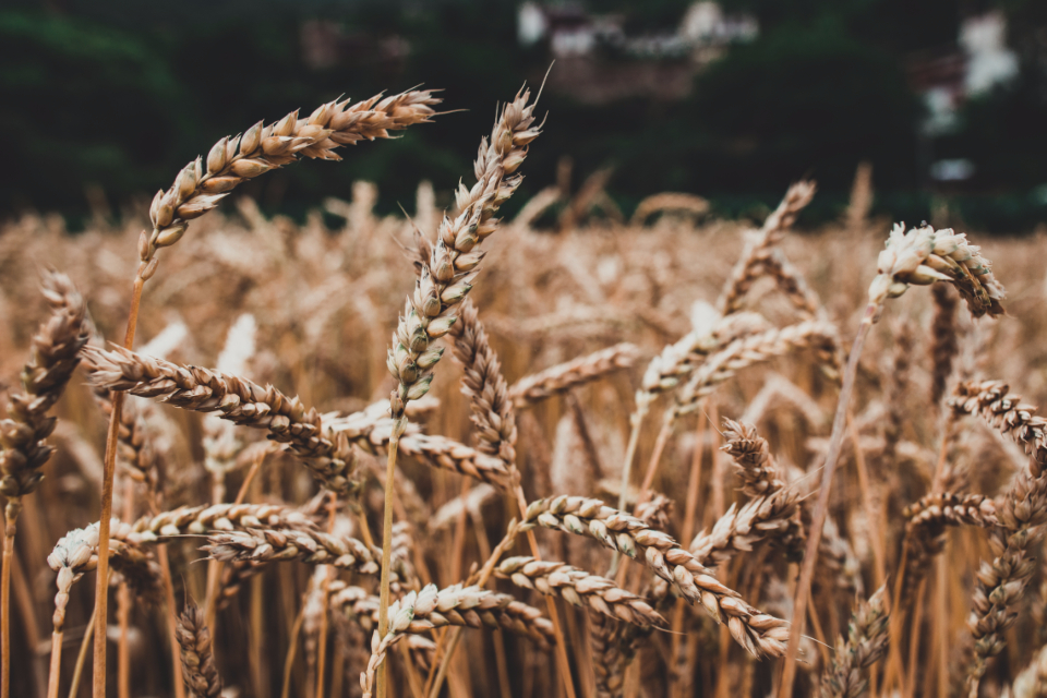 Wheat Barley