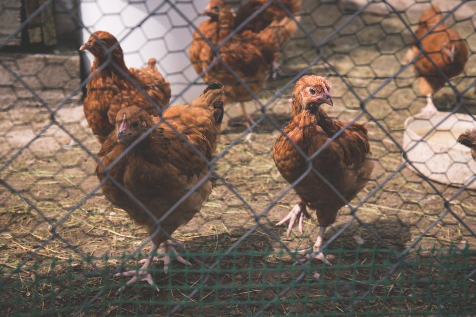 Animals Birds
