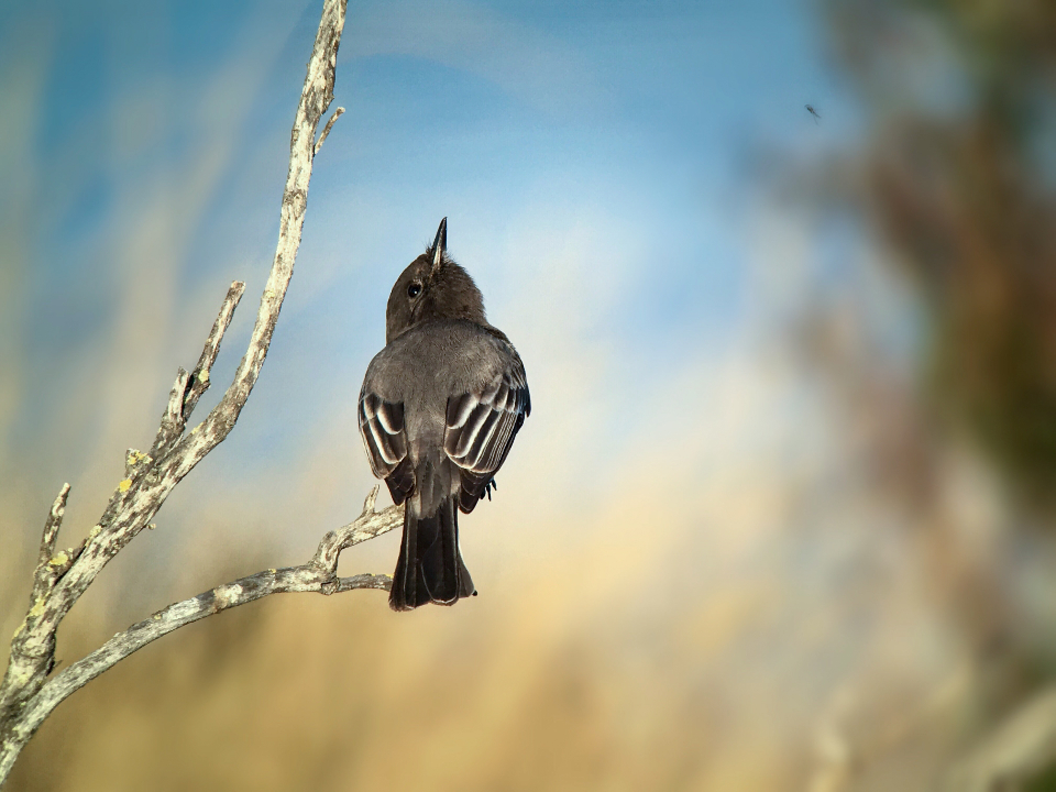 Bird Perched