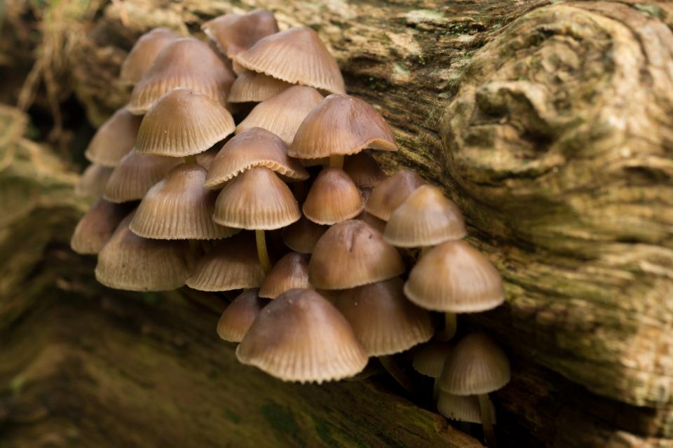 Mushrooms Fungi