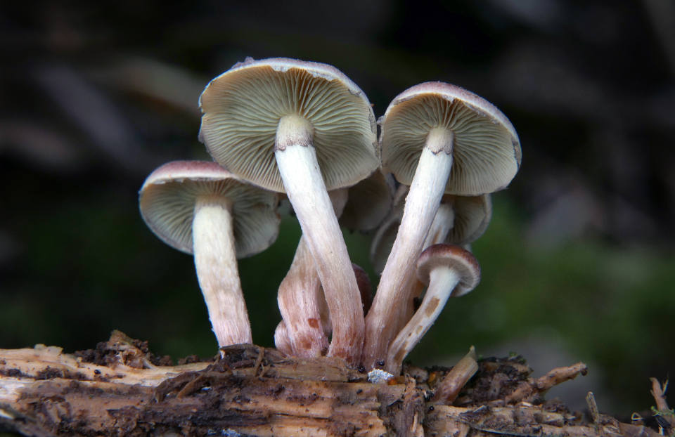 Mushroom Fungus
