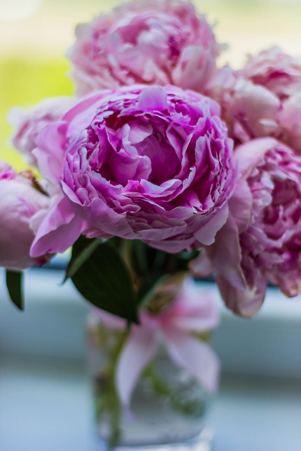 Pink Flower