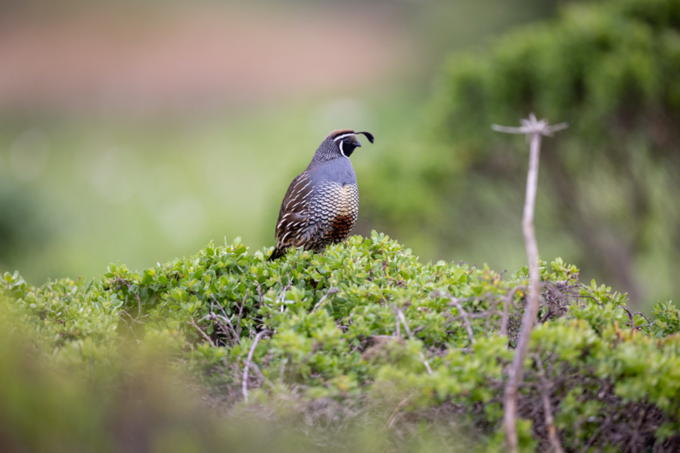 Bird Perched