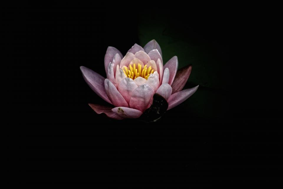 Dark Pink