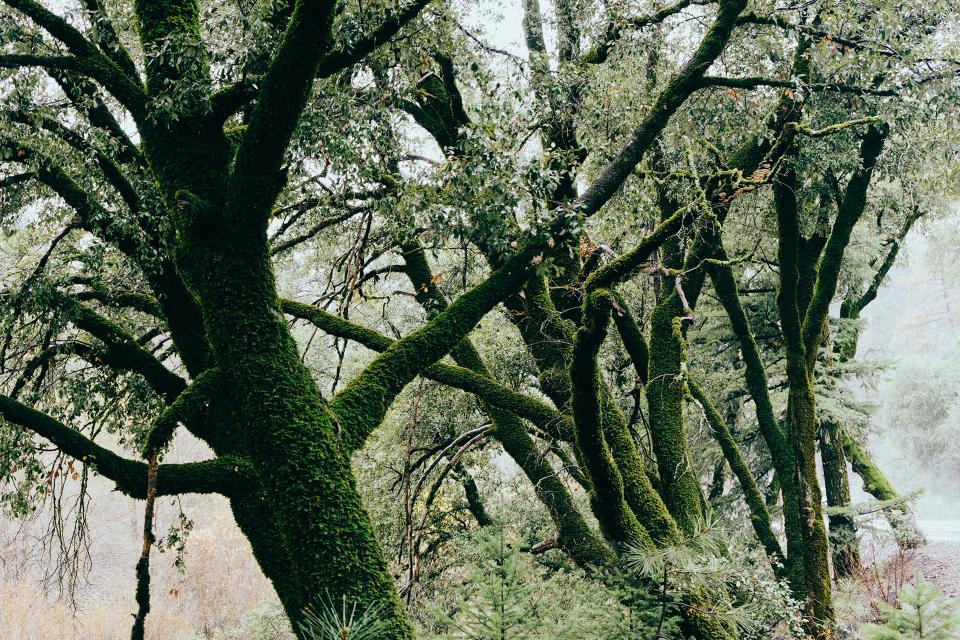 Trees Moss