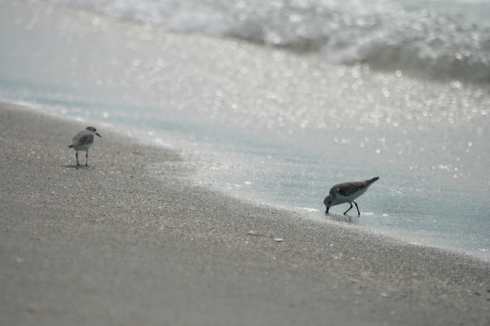 Shore Water