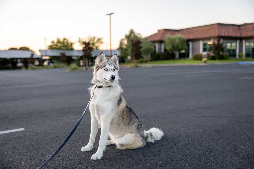 Husky Animal
