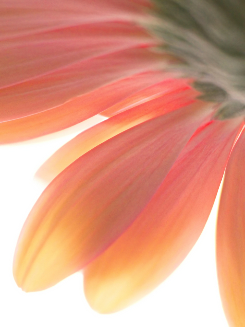 Abstract Flower