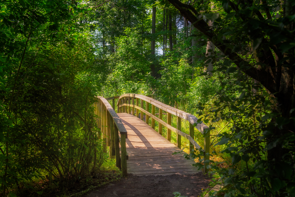 Forest Bridge