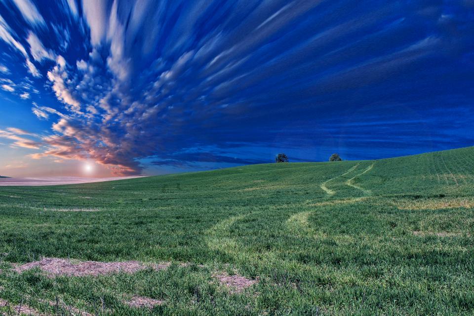 Green Grass