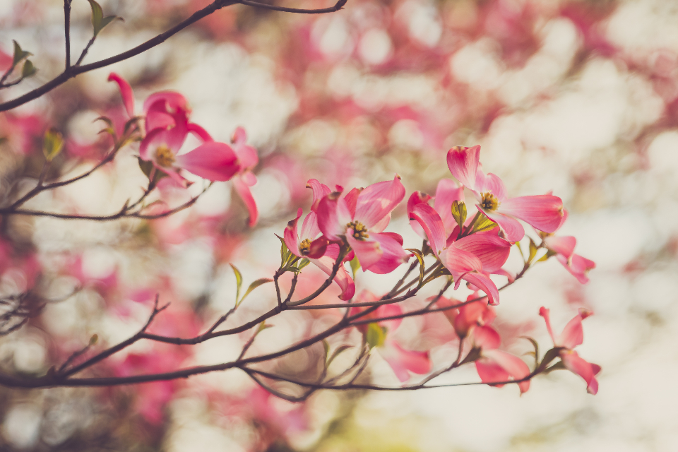 Blossom Flower
