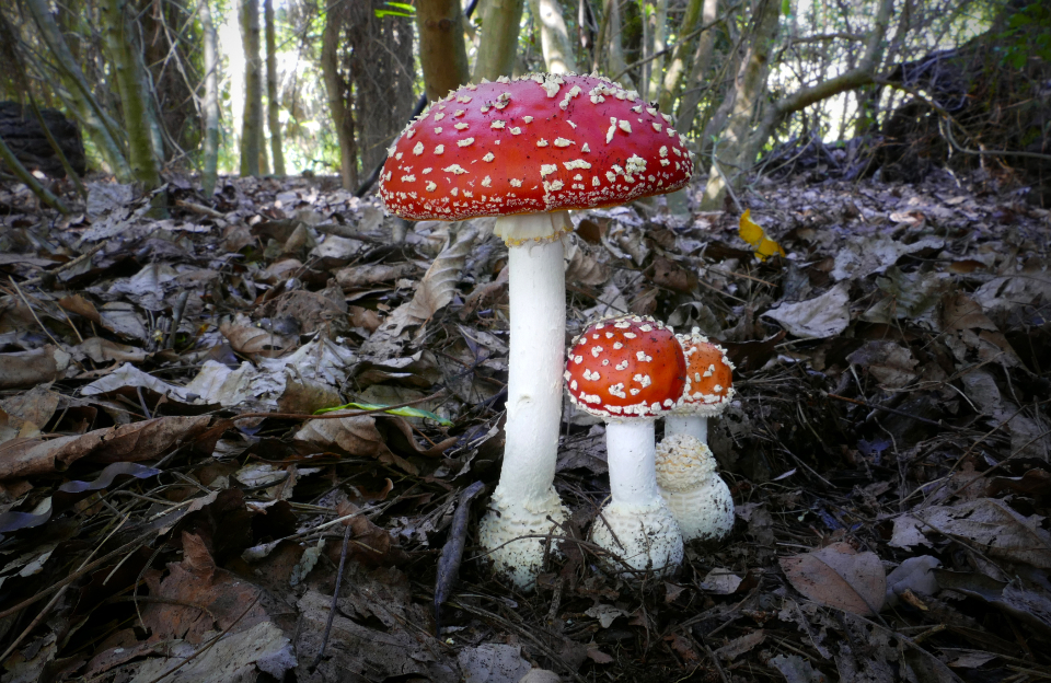 Mushroom Red