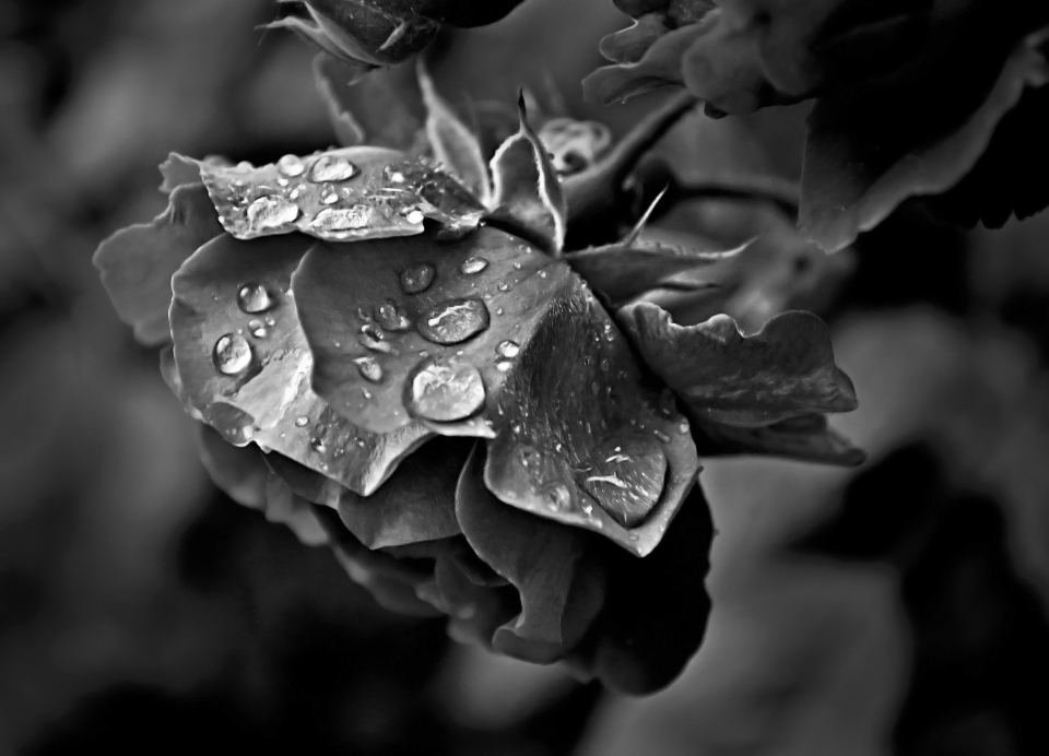 Rose Flower