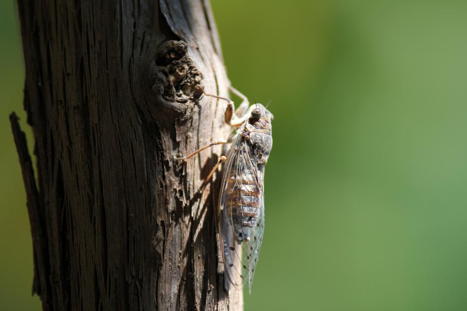 Flying Insect Animal