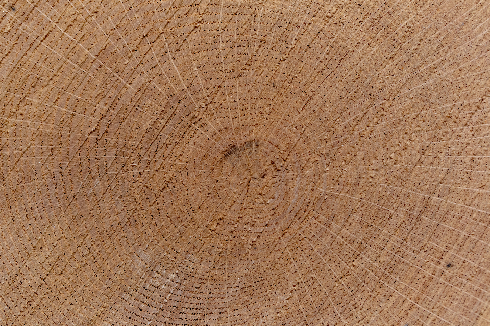 Tree Ring