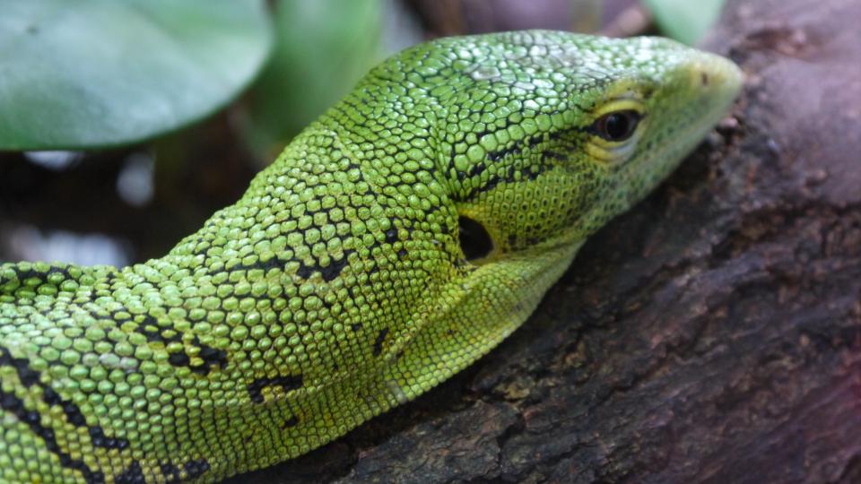 Iguana Lizard