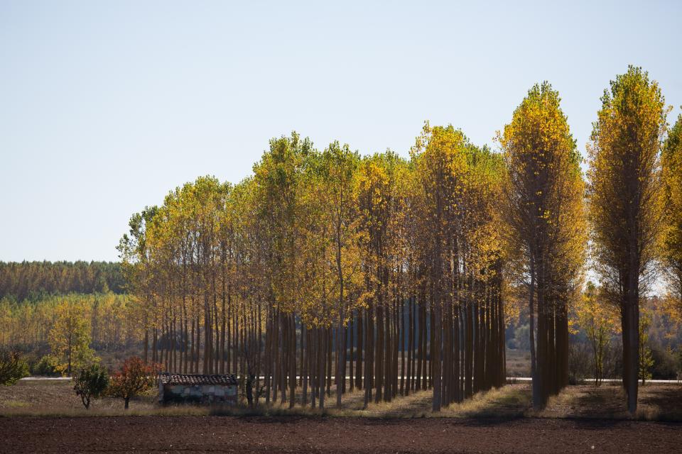 Trees Plant