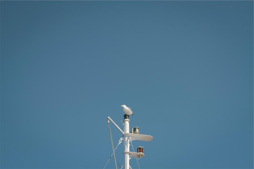 Mast Bird