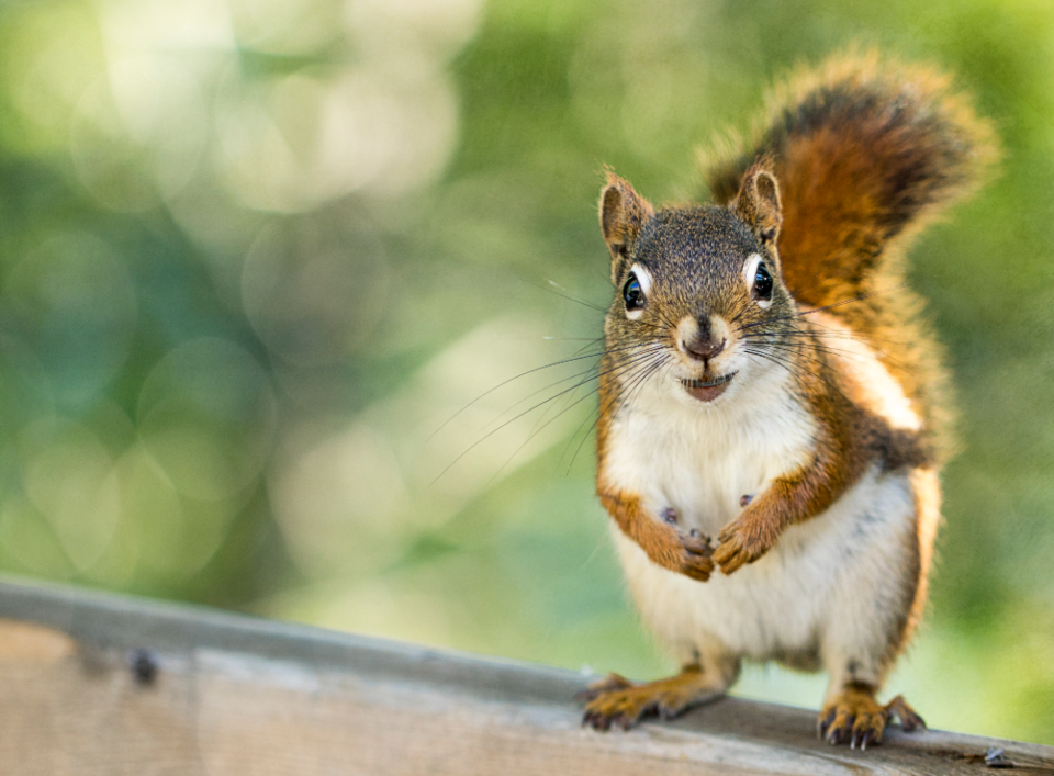 Squirrel Nature